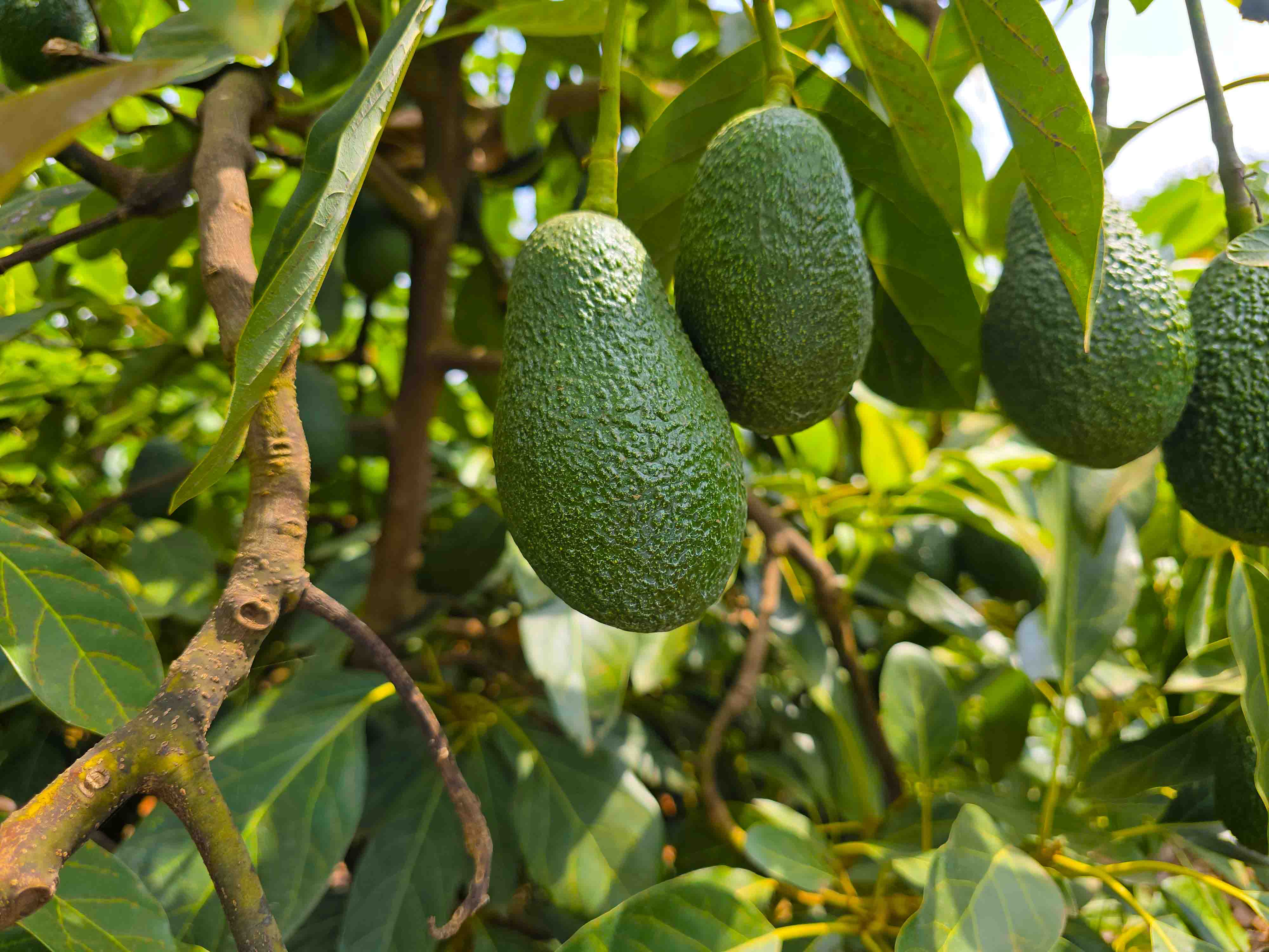 Avocado harvest